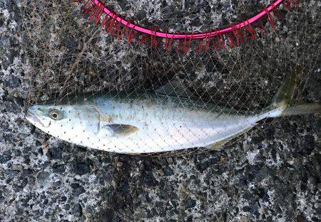 ハマチ・タチウオ