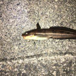 約1年ぶり 愛しの阿品