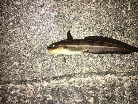 約1年ぶり 愛しの阿品