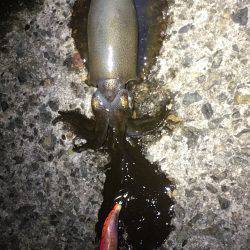 なかなか潮動かず