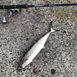 ハマチ・サゴシ・シーバス