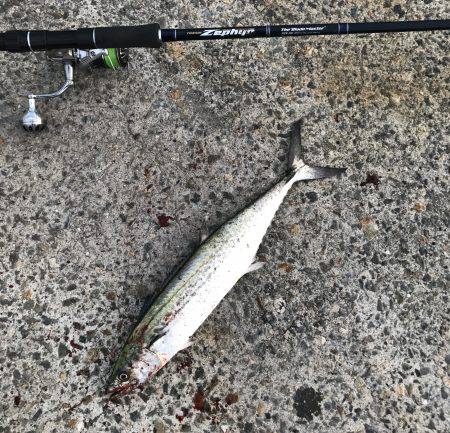 ハマチ・サゴシ・シーバス