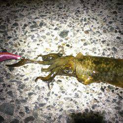 サイズ大きくなってきました