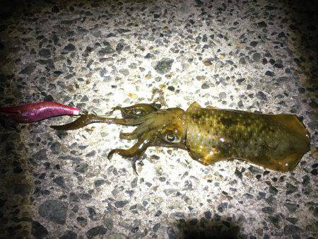 サイズ大きくなってきました