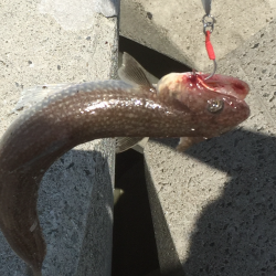 ショアジギング