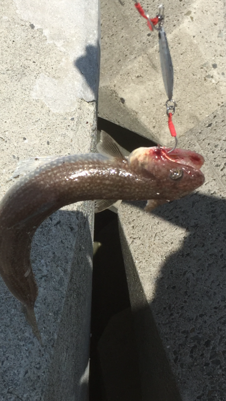 ショアジギング