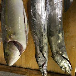 タチウオ狙いで