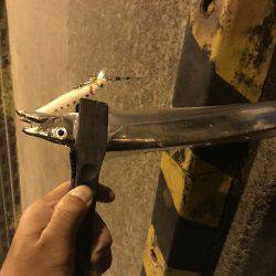 タチウオ時々エギング