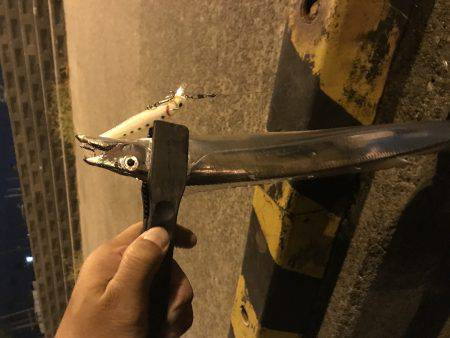 タチウオ時々エギング