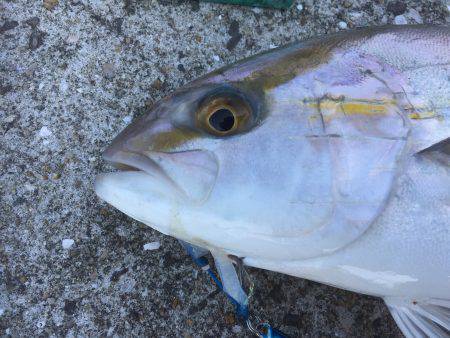 ショアジギング