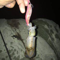 ナイトエギング