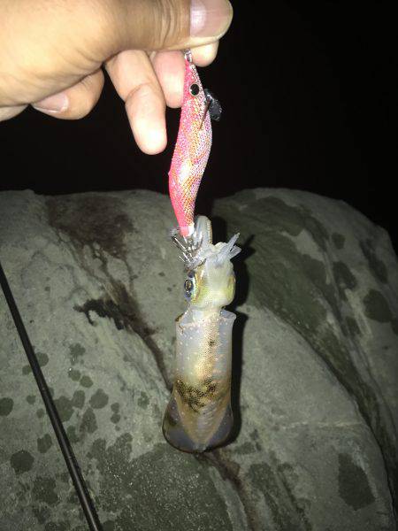 ナイトエギング