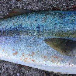 ショアジギング