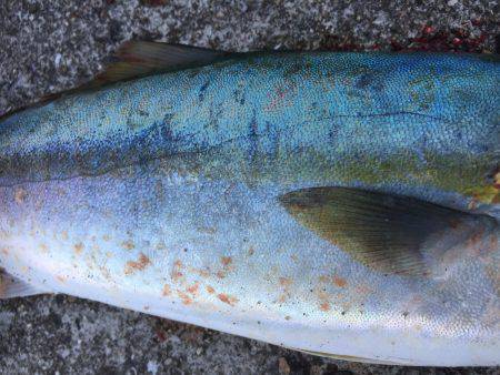 ショアジギング