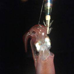 もうチョットイケそう