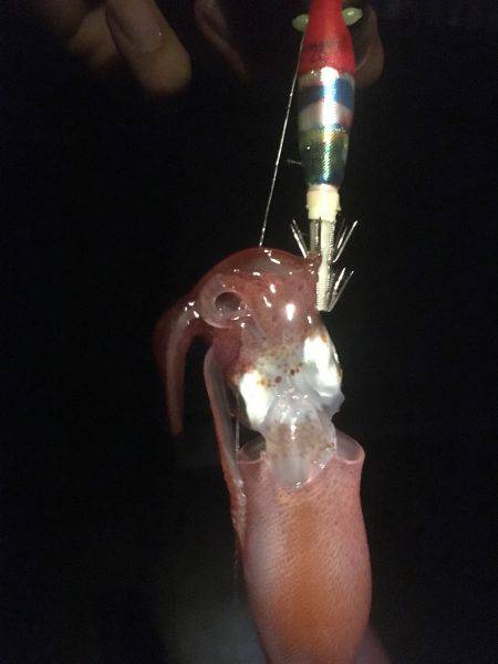 もうチョットイケそう