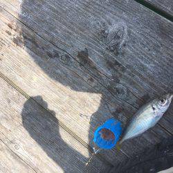 ウチノ海イカダで驚愕の大物