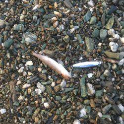 サーフ小神子でタチウオ