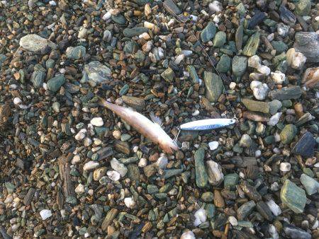 サーフ小神子でタチウオ