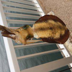 今年の初エギング!