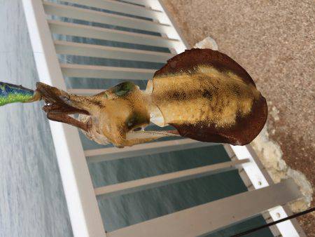 今年の初エギング!