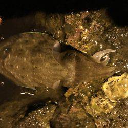 仕事帰りにエギング