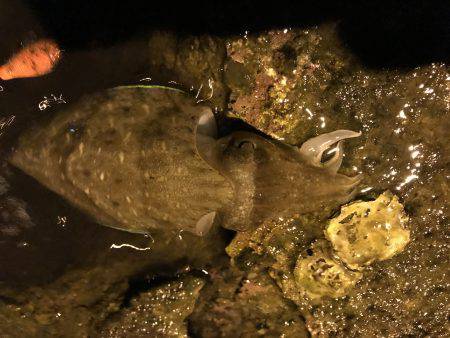 仕事帰りにエギング