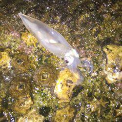 アオリイカ新子