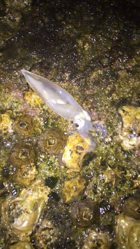 アオリイカ新子