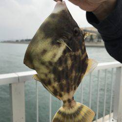 イカからのカワハギ