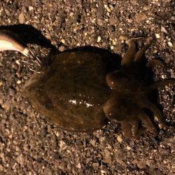 仕事帰りにエギング