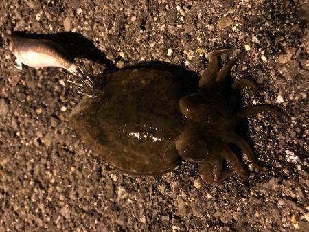 仕事帰りにエギング