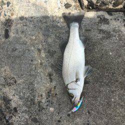 大ナブラ小ナブラやっさ〜！