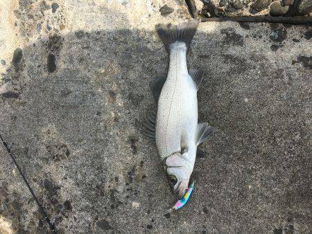 大ナブラ小ナブラやっさ〜！