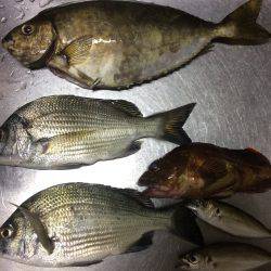 夕方からのフカセでアイゴ