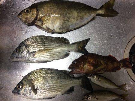 夕方からのフカセでアイゴ