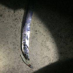 今年初ワインド釣果!