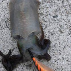 台風通過後のエギング