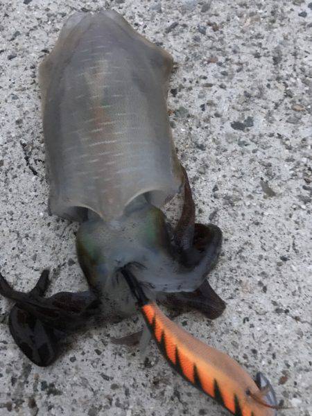 台風通過後のエギング