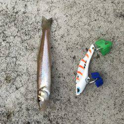 渋いキスさんはどこ?