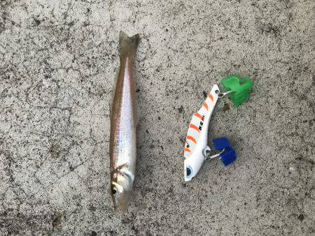 渋いキスさんはどこ?