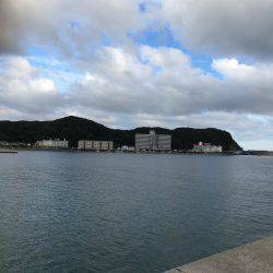 アオリイカ調査