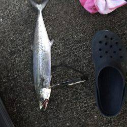 えいのいやか、せ