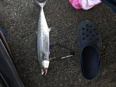 えいのいやか、せ