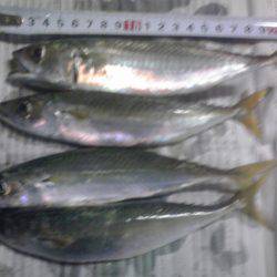 小アジ、小サバちょっと戻ってきた！