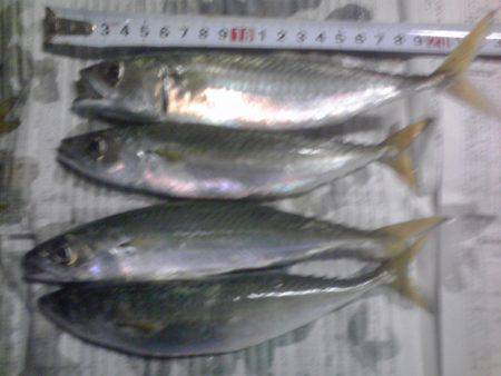 小アジ、小サバちょっと戻ってきた！
