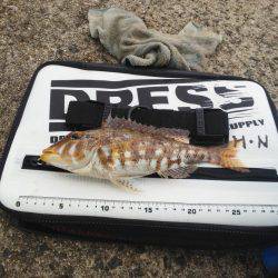 色々釣れましたが・・・小さくて・・・