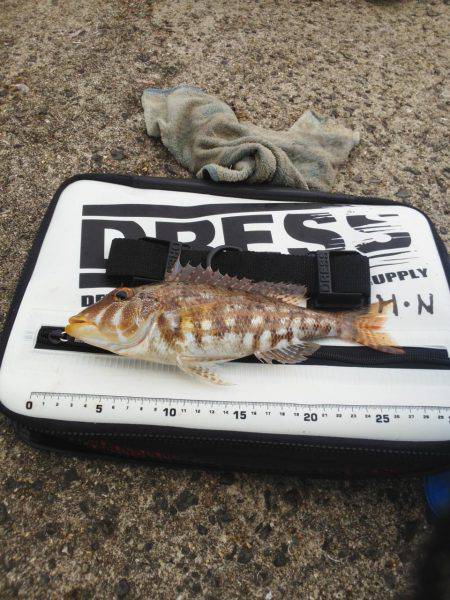 色々釣れましたが・・・小さくて・・・