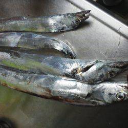 太刀魚F4ゲット・・・・・