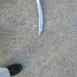 太刀魚入れ食い・・・